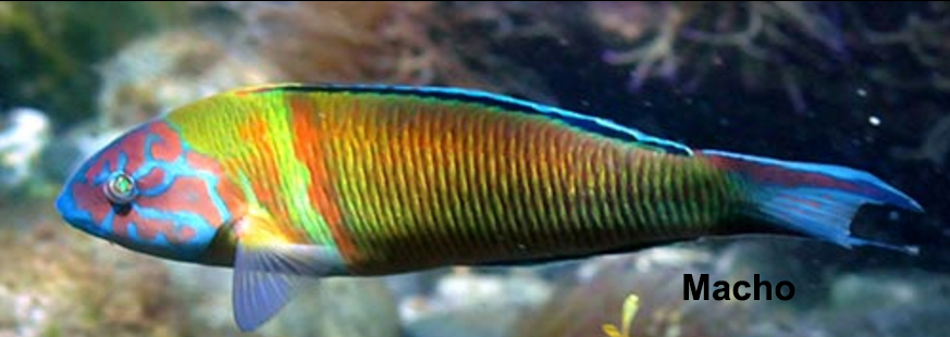 Thalassoma pavo_002.jpg